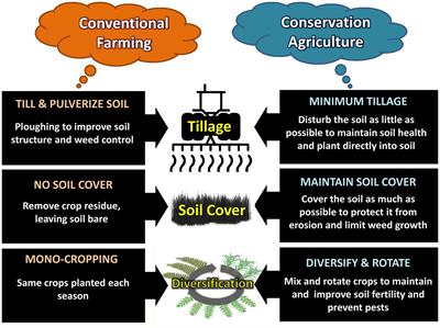 Conservation agriculture based crop management practices impact diversity and population dynamics of the insect-pests and their natural enemies in agroecosystems